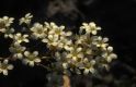 Wandern Piemonte - Saxifraga callosa